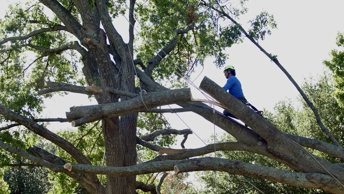 Professional Hazardous Tree Removal performed by certified arborists in Benson