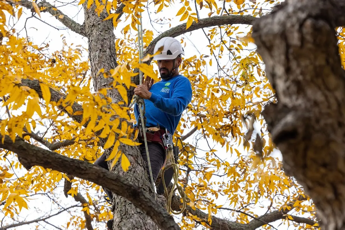 Skilled Tree Trimming crew working in Benson